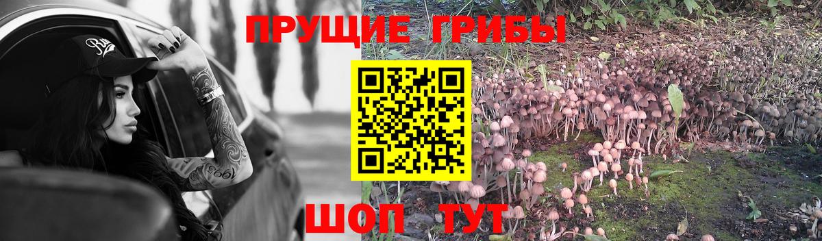 Псилоцибиновые грибы прущие грибы Губкинский